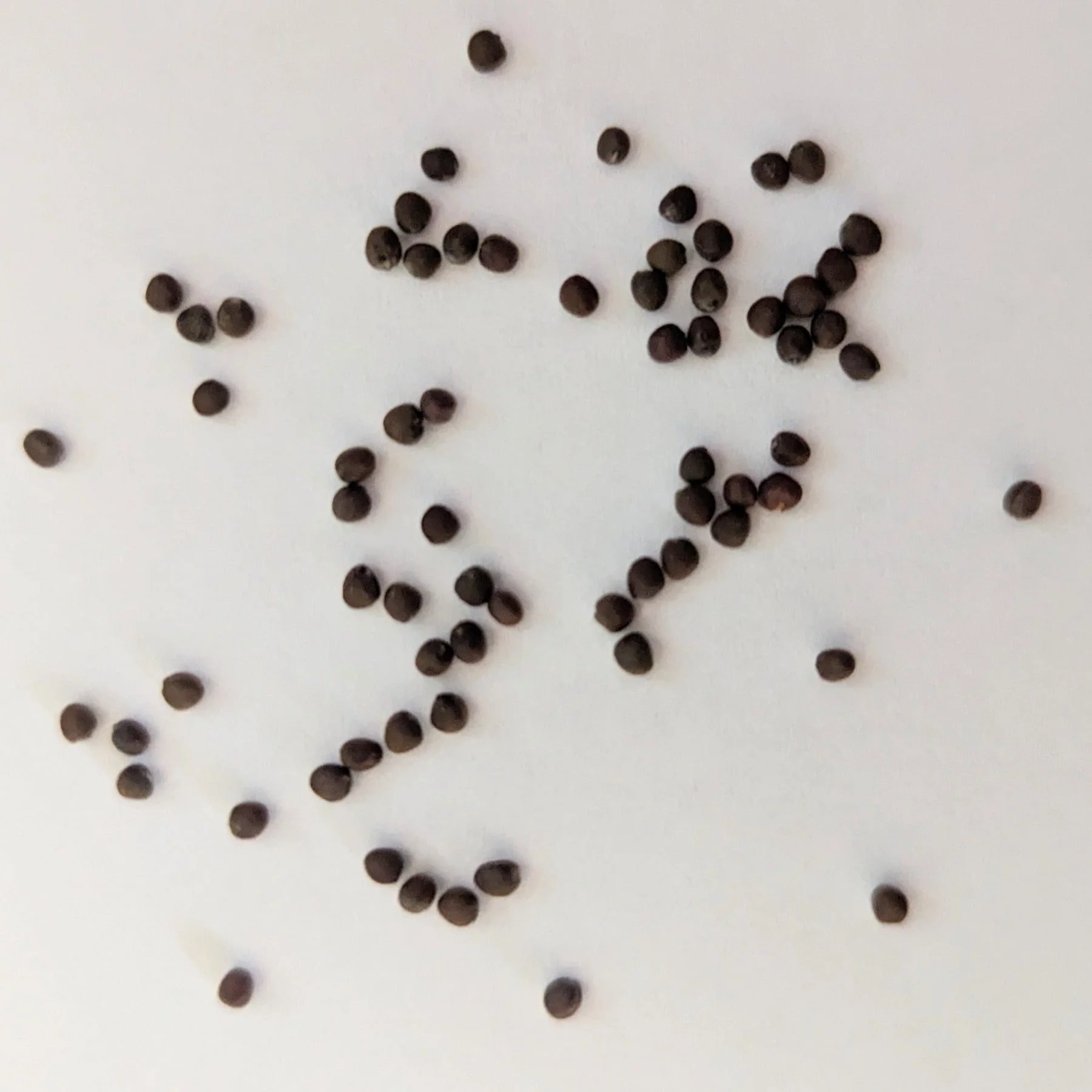 Stone Head Hybrid Cabbage Seeds