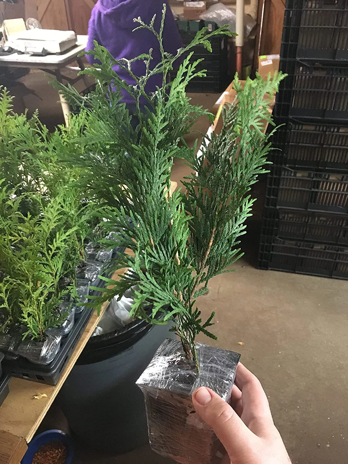 10 Thuja Green Giant Arborvitae 8-12