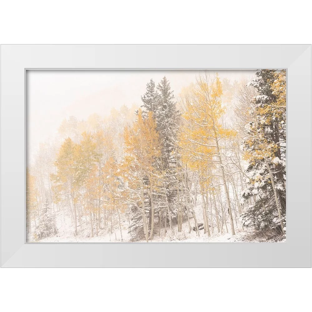 Jaynes Gallery 14x11 White Modern Wood Framed Museum Art Print Titled - USA-Colorado-Uncompahgre National Forest Aspen and spruce after autumn snowstorm