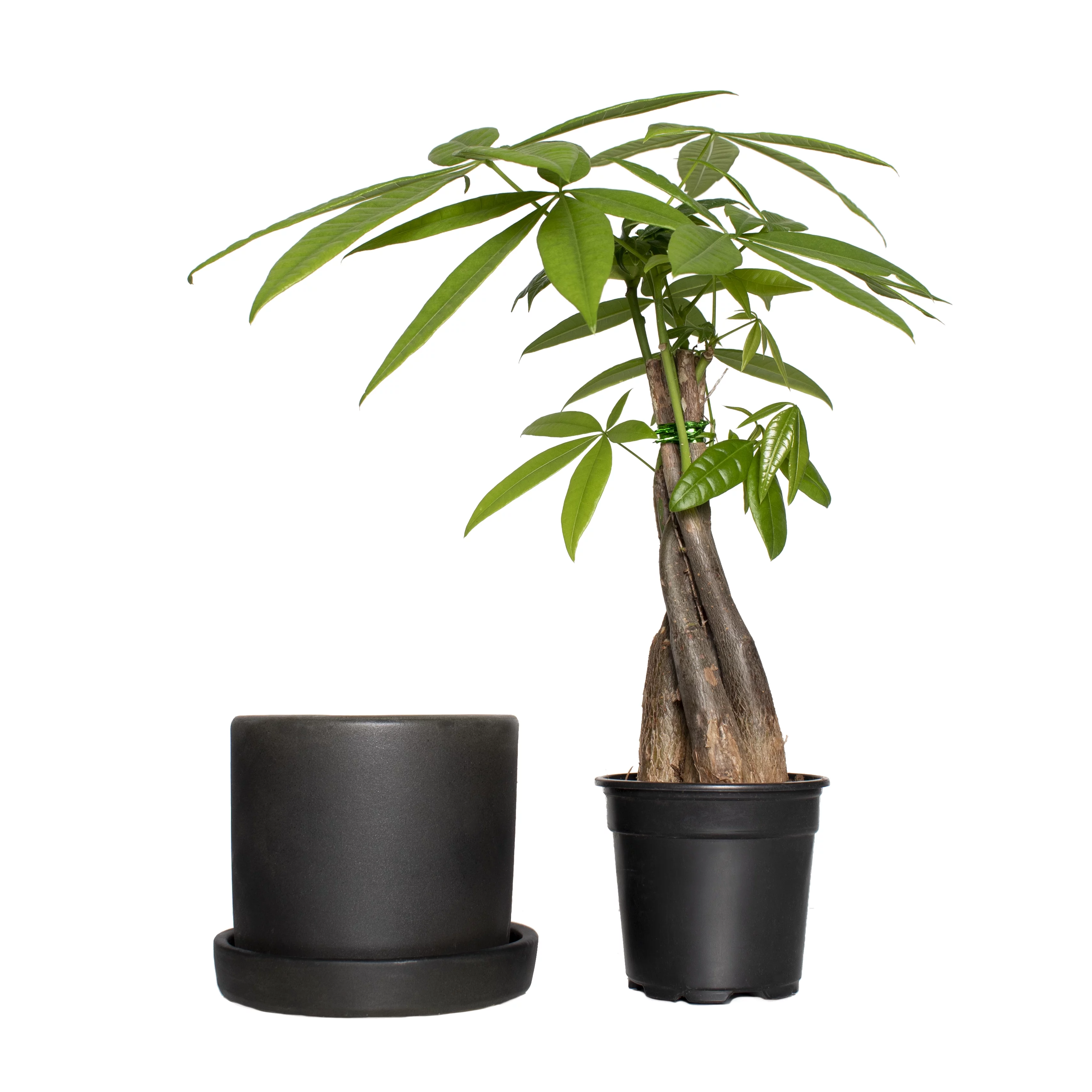 Plant with Purpose 5 in. Semi Matte Black Bryant Ceramic Container with Saucer - 1 Piece