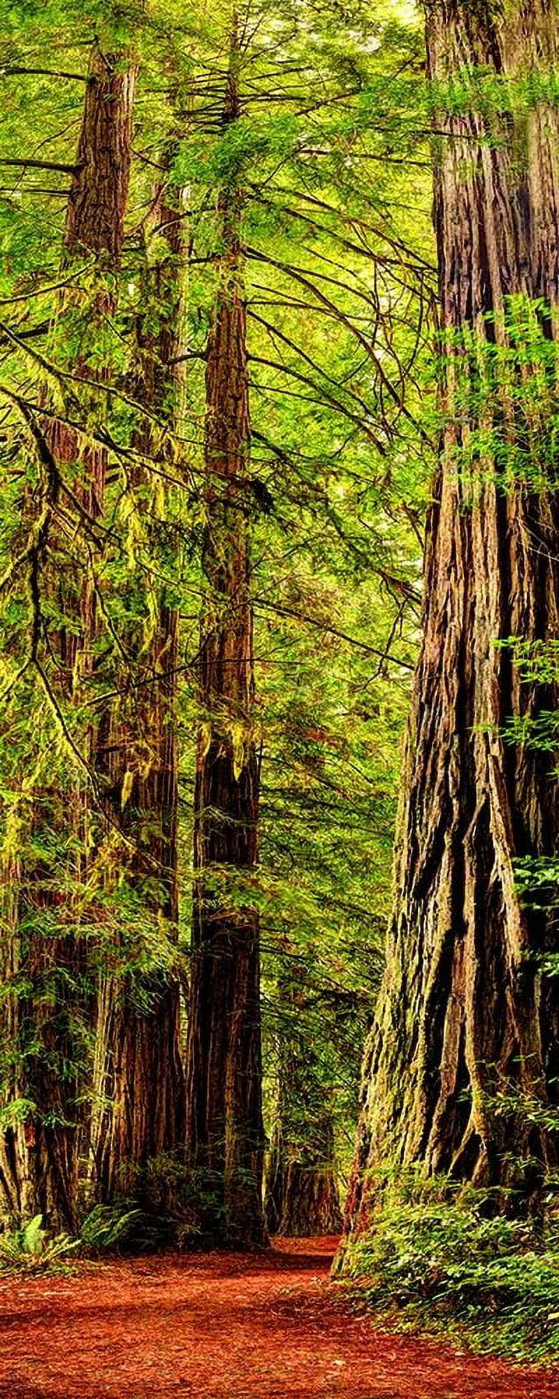 SMO 12x24 Black Ornate Wood Framed with Double Matting Museum Art Print Titled - Vertical panoramic of giant Redwood trees in Redwood National Park-California
