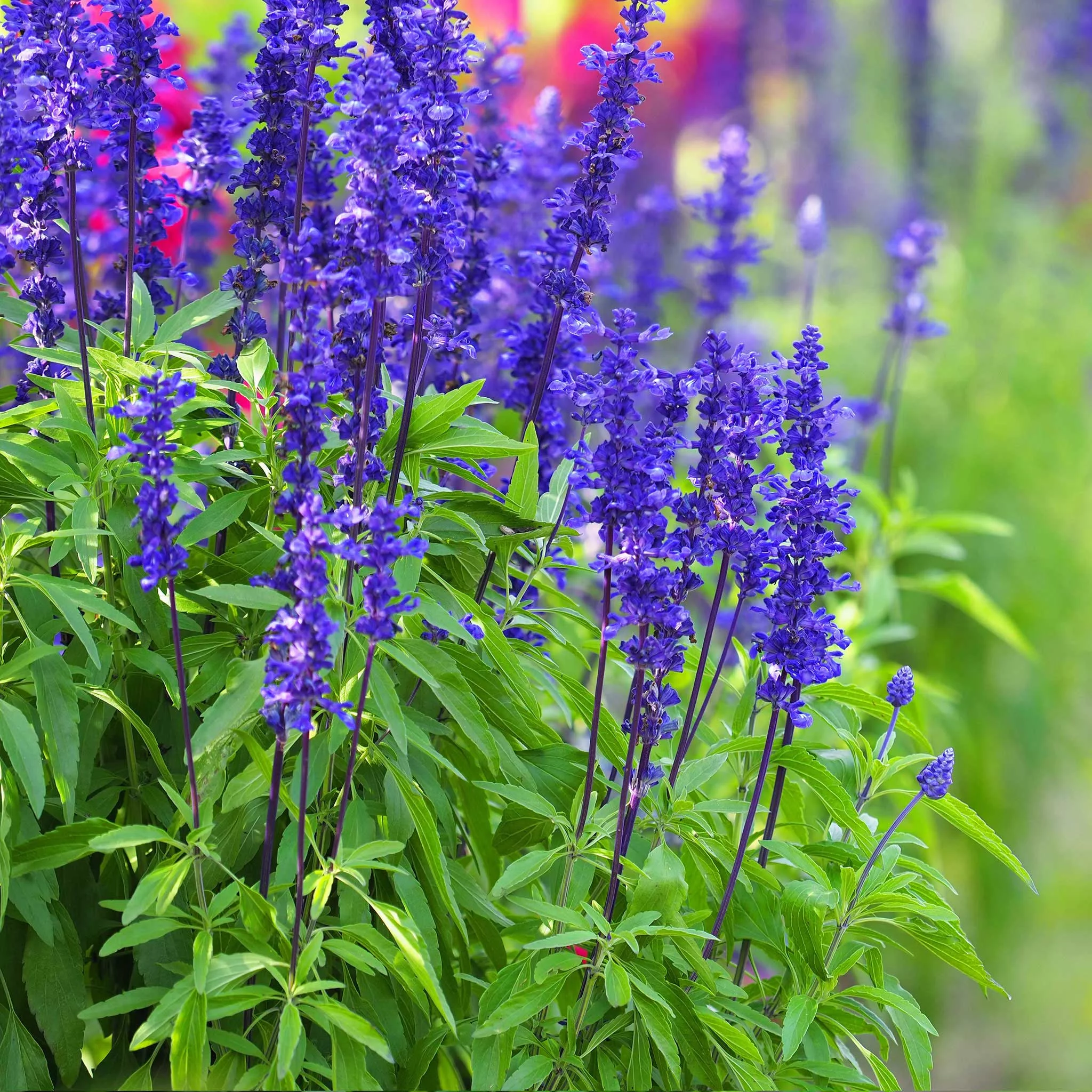 Blue Sage Seeds - 1 Pound - Blue Flower Seeds,  Heirloom Seed  Attracts Bees, Attracts Butterflies, Attracts Hummingbirds, Attracts Pollinators, Easy to Grow & Maintain, Fragrant, Container Garden