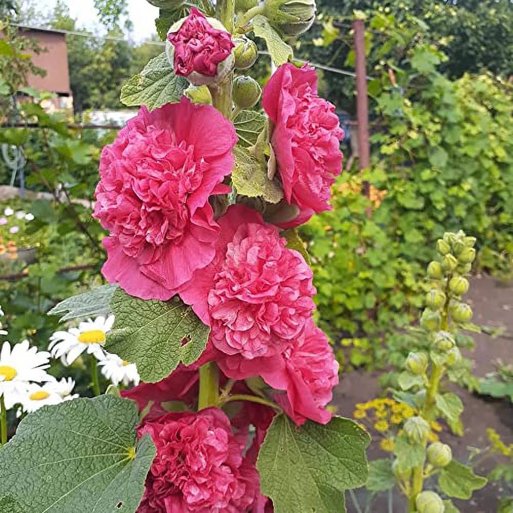 Pink Hollyhock 'Summer Carnival' Seeds Alcea Rosea Biennial or Short-Lived Perennial Easy Cultivation in Garden Patio Outdoor 15Pcs Flower Seeds by YEGAOL Garden