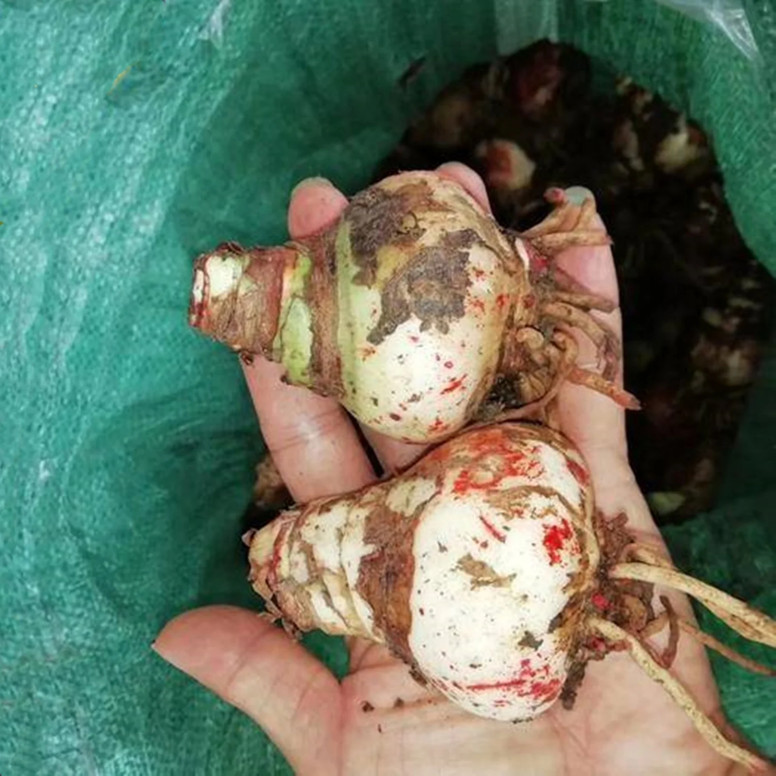 Amaryllis bulbs for sale    Indoor balcony flower bulbs  	   Amaryllis	bulbs   Amaryllis plant already in pot   Double petals   Amaryllis plant bulbs