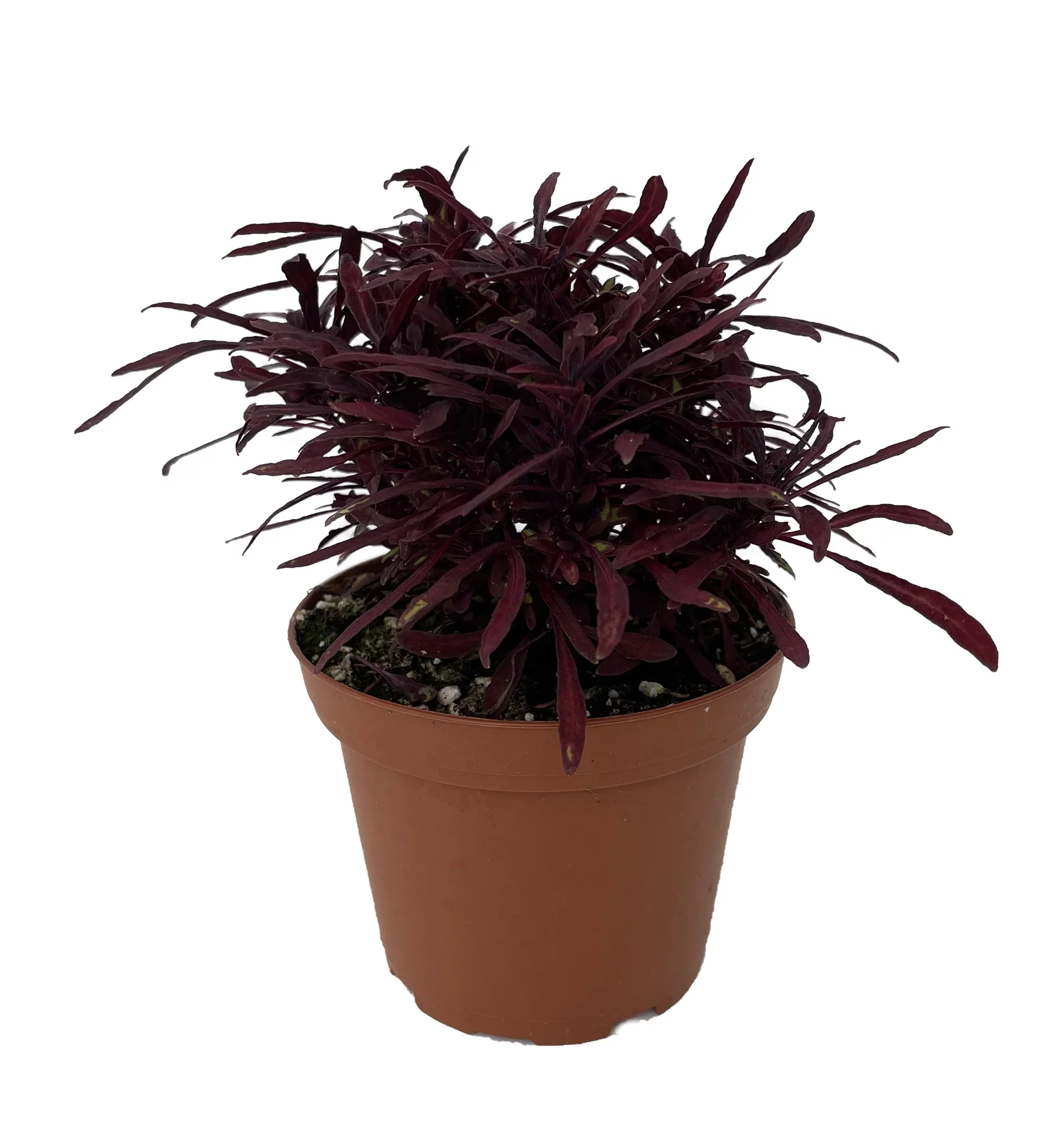 Sea Urchin Red - Solenostemon - 3.7