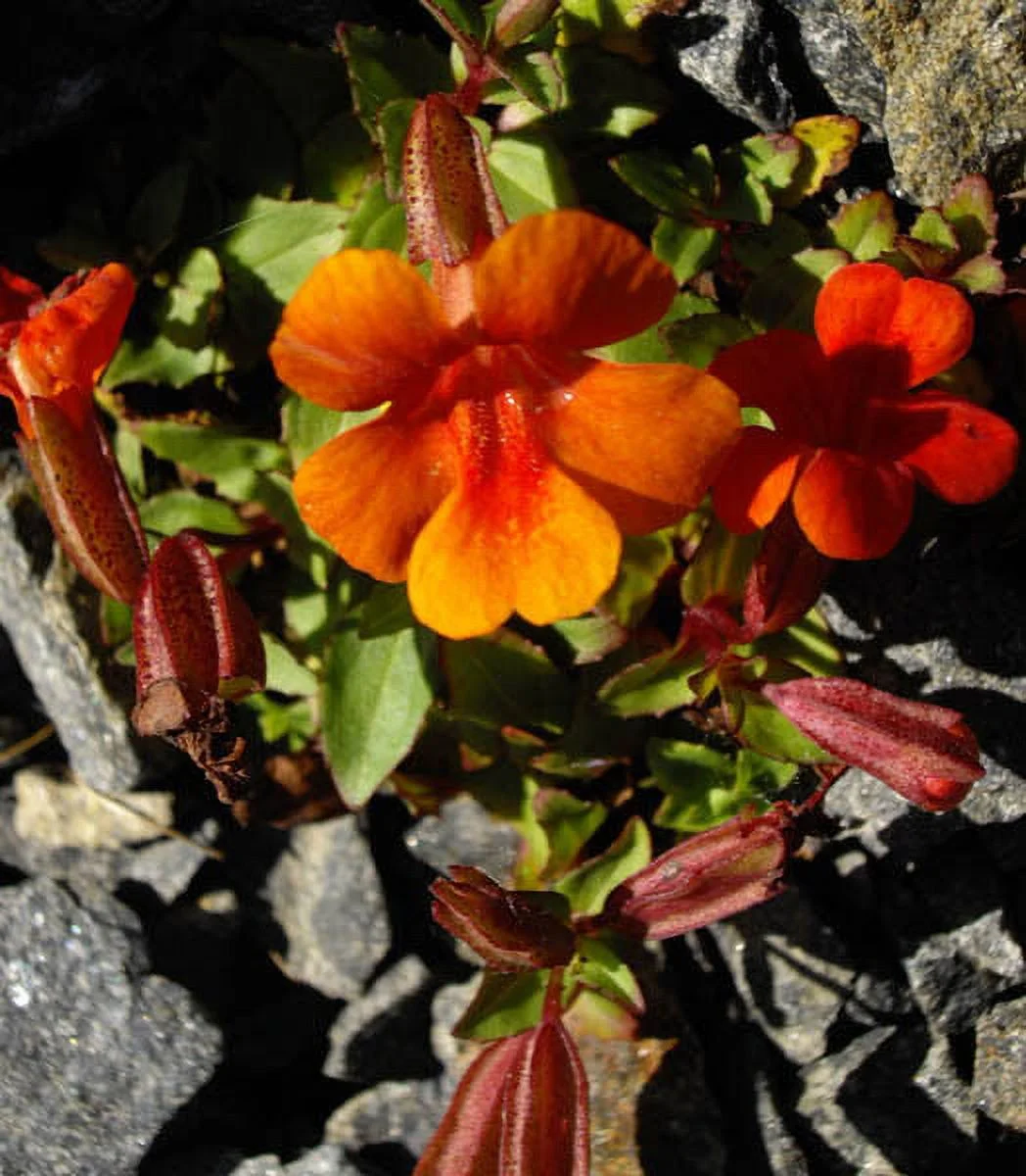 100 Twinkle ORANGE MONKEY FLOWER Mimulus Seeds *Flat S/H