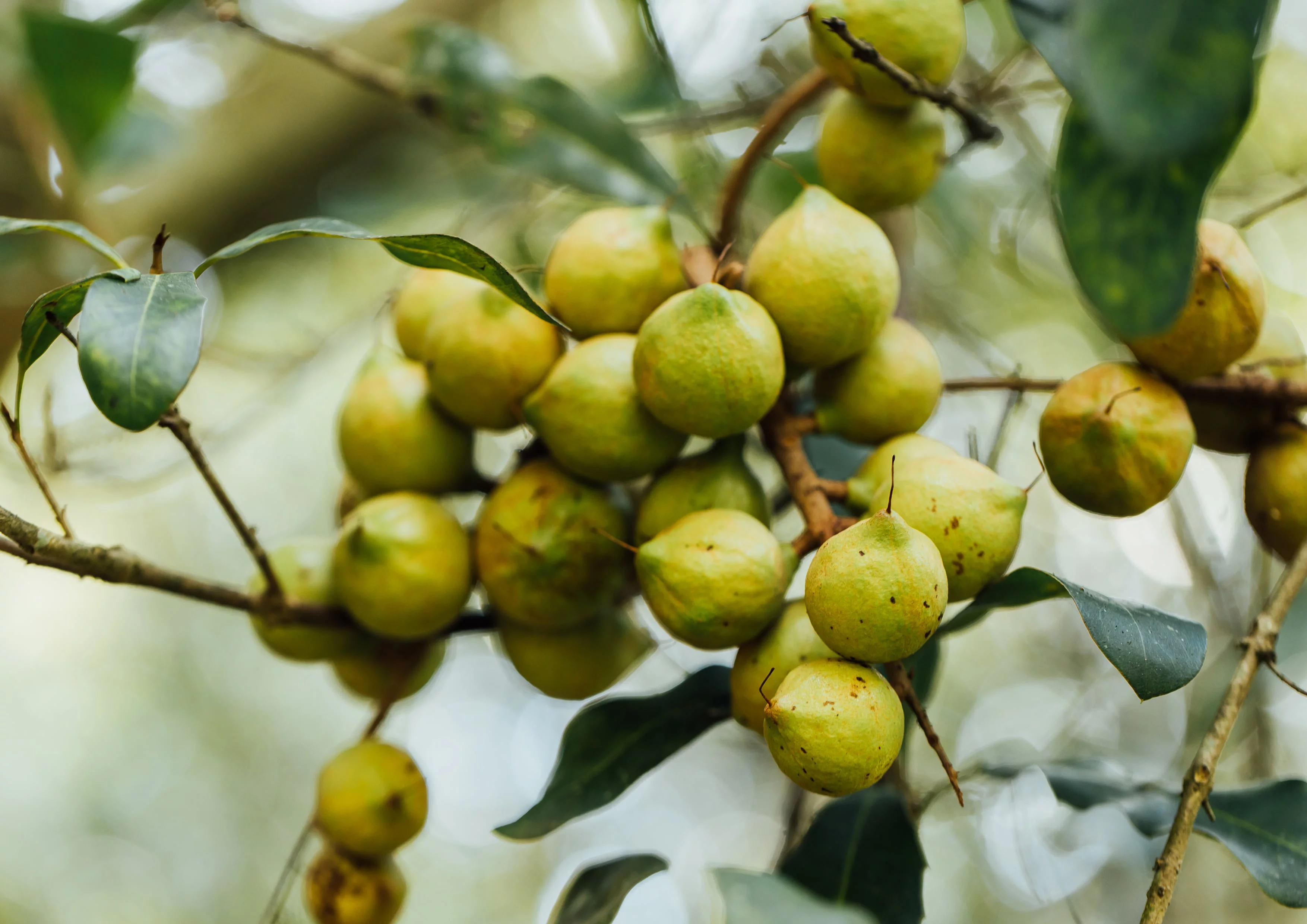 Food to Live, Whole Macadamia Nuts, 8 Pounds, Non-GMO, Kosher