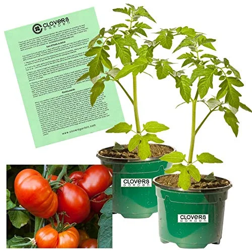 Clovers Garden Beefmaster Tomato Plant– Two (2) Live Plants – Not Seeds –Each 5