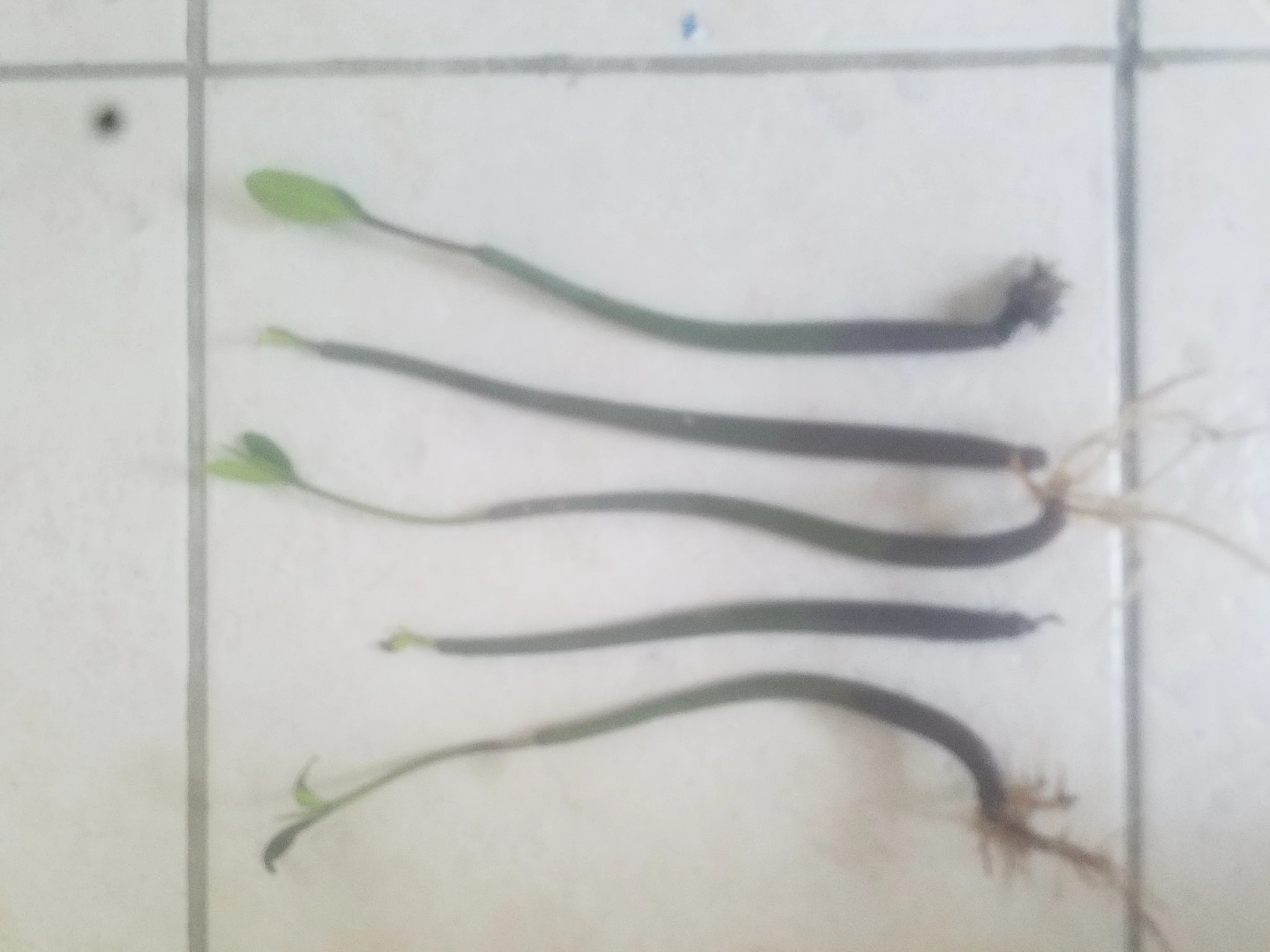 5 Live Red Aquarium Filtration Mangrove Seedlings