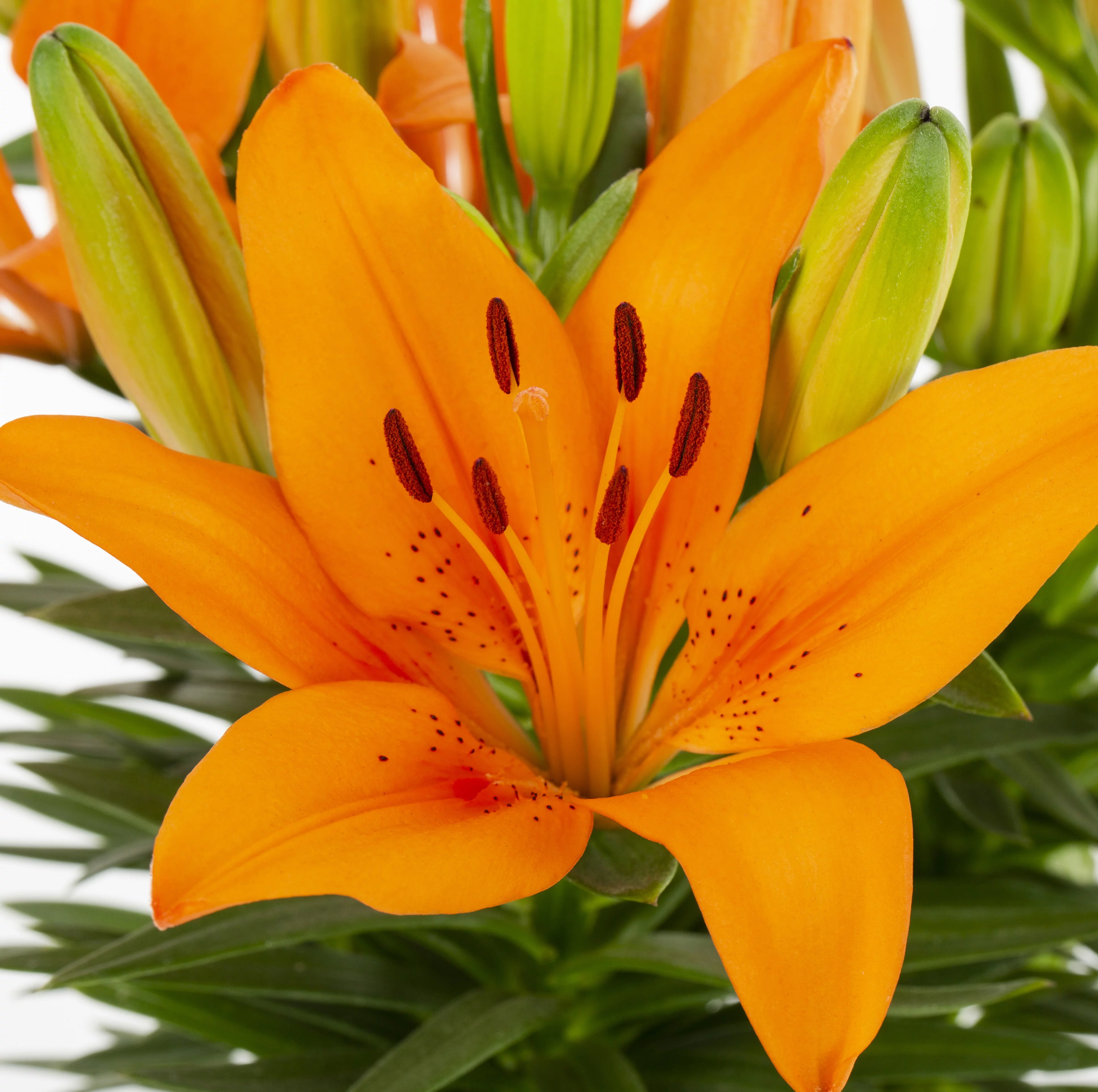 Expert Gardener 2.5QT Multicolor Asiatic Lily Live Plants with Grower Pot