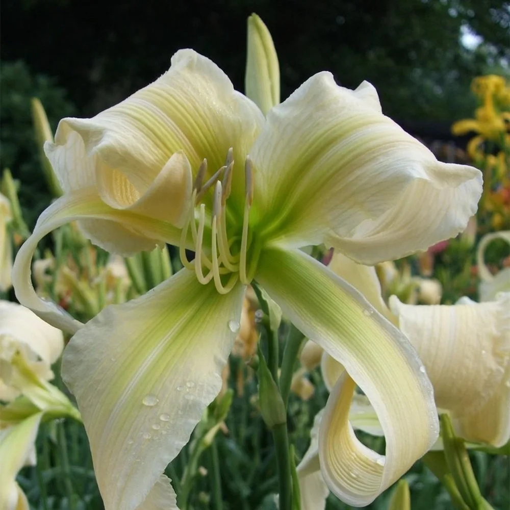 Beautify Daylily Bulbs For Planting/Daylily plants live/  Long Flowering Period/Daylily Bulbs/Daylily Bulbs Bulk Daylily Plant