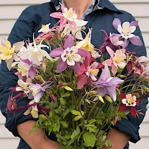 30+ COLUMBINE AQUILEGIA MCKANA'S GIANT MIX PERENNIAL DEER RESIST FLOWER SEEDS