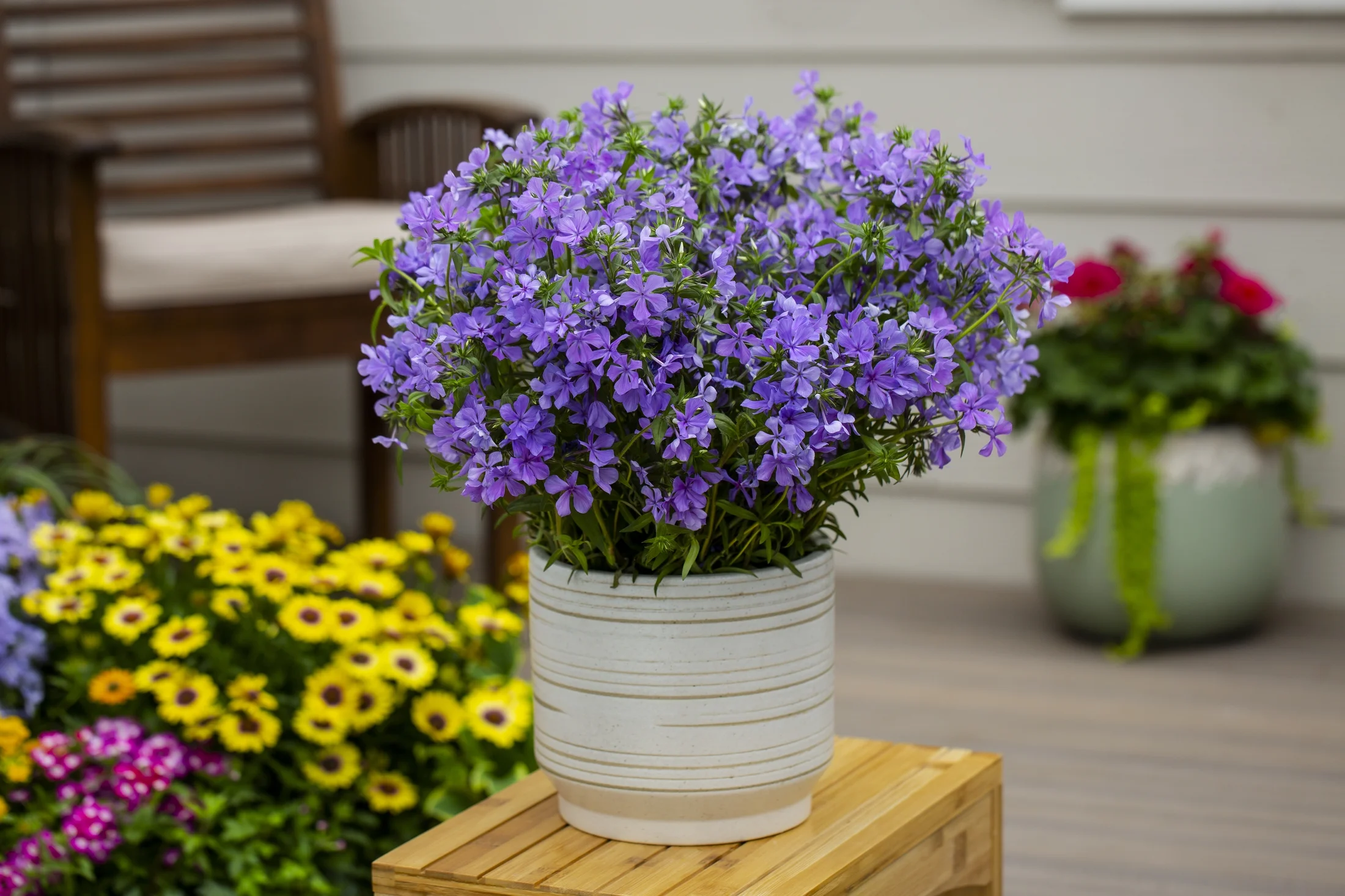 Better Homes & Gardens 2.5QT Purple Phlox Live Plants with Grower Pot