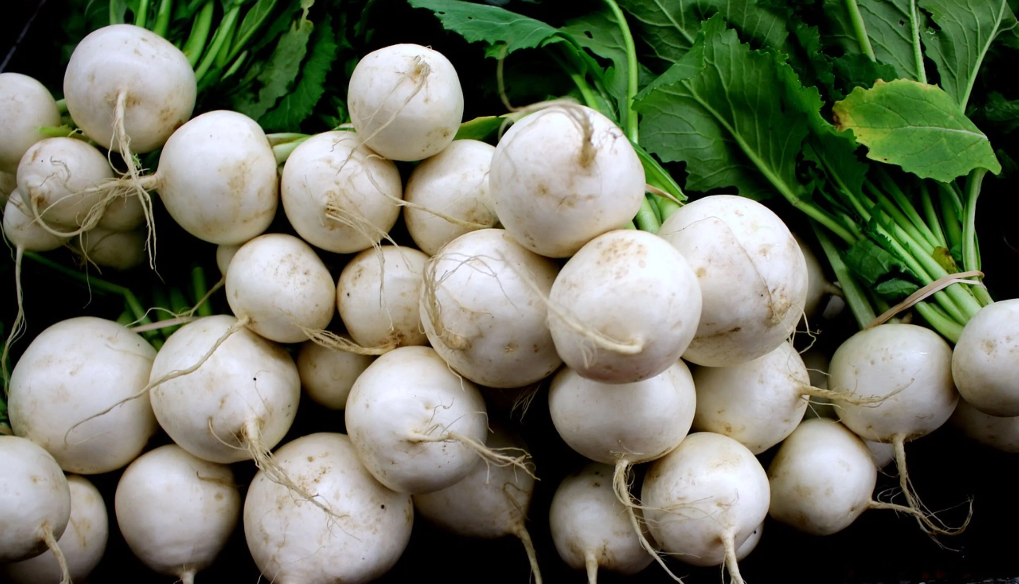 White Egg Turnip Seeds/ Annual/ Full Sun/2800 Seeds 1/4 oz/ Zellajake Farm and Garden - B127