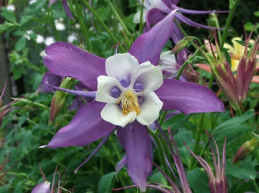 100 DWARF COLUMBINE Aquilegia Mixed Col Flower Seeds *Flat S/H
