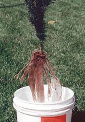 Soil Moist Fines 1lb - Root Dip Plant Packing Medium - Makes 40 Gallons