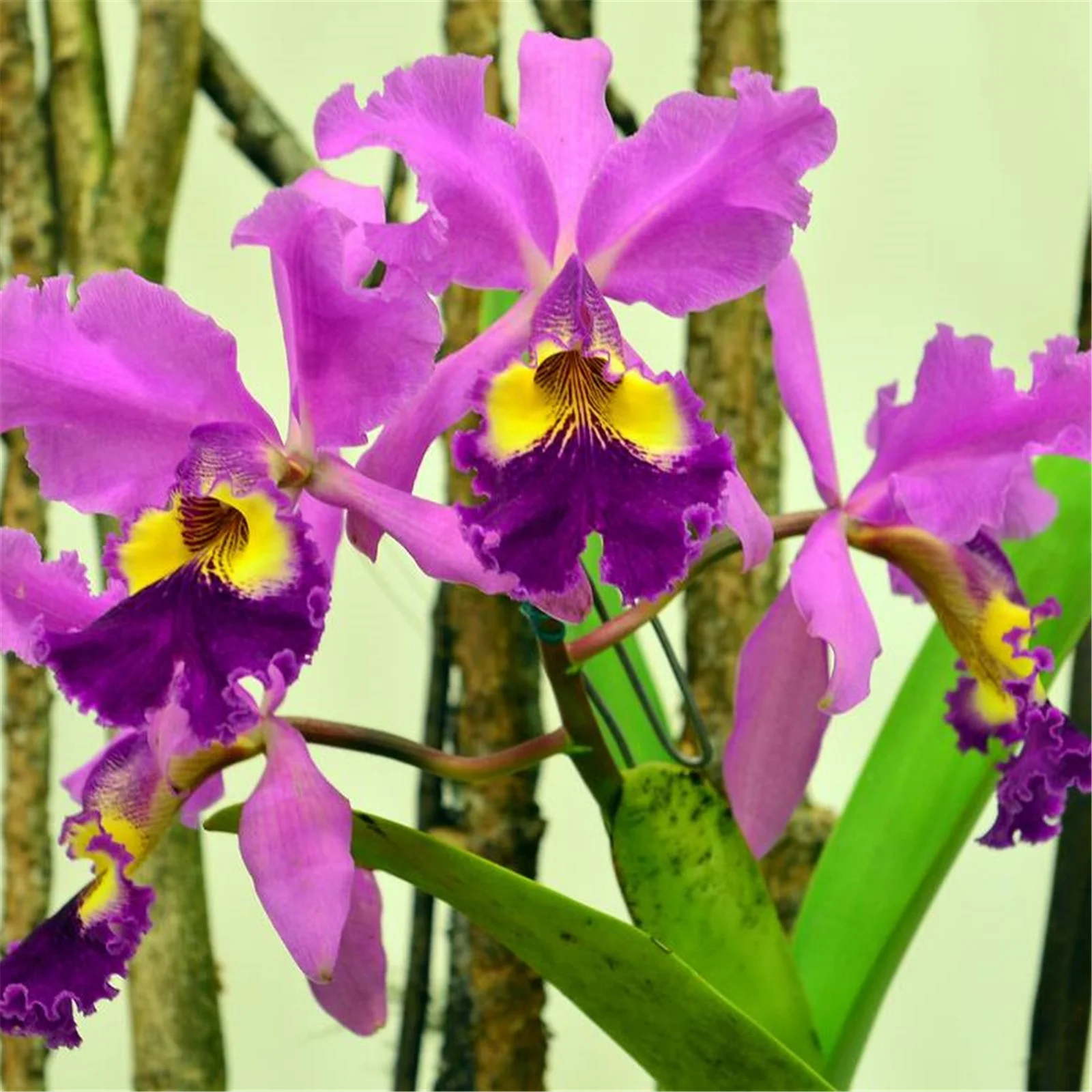 Cymbidium Bulbs, Cold And Drought Tolerant,Gardeners Can Plant Easily,Cymbidium Plants Live In Bloom, Cymbidium Bulbs For Planting,Cymbidium Plants Outdoor,Natural Large Indoor Plants,Cymbidium Plants