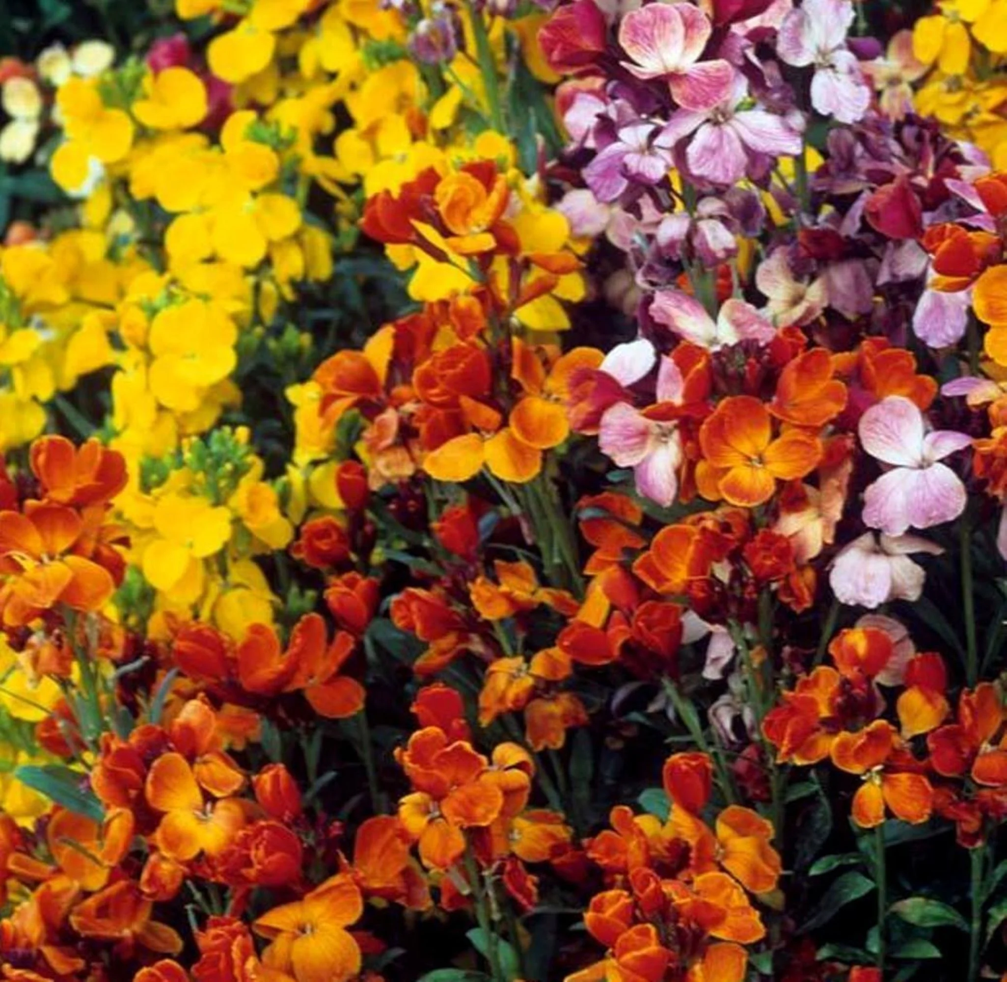 English Wallflower Seeds/Biennial/Full Sun/80K Seeds 1/4 LB/Zellajake Farm and Garden - B342