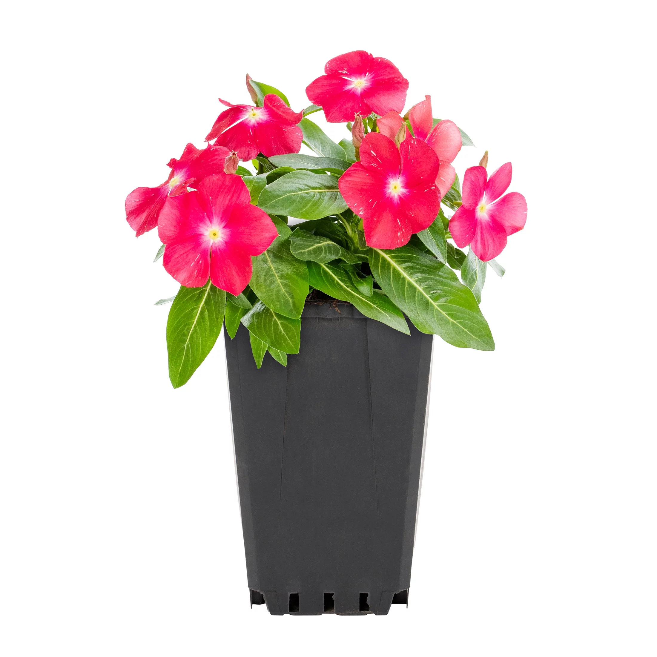 Expert Gardener 1PT Multicolor Vinca Live Plants with Grower Pot