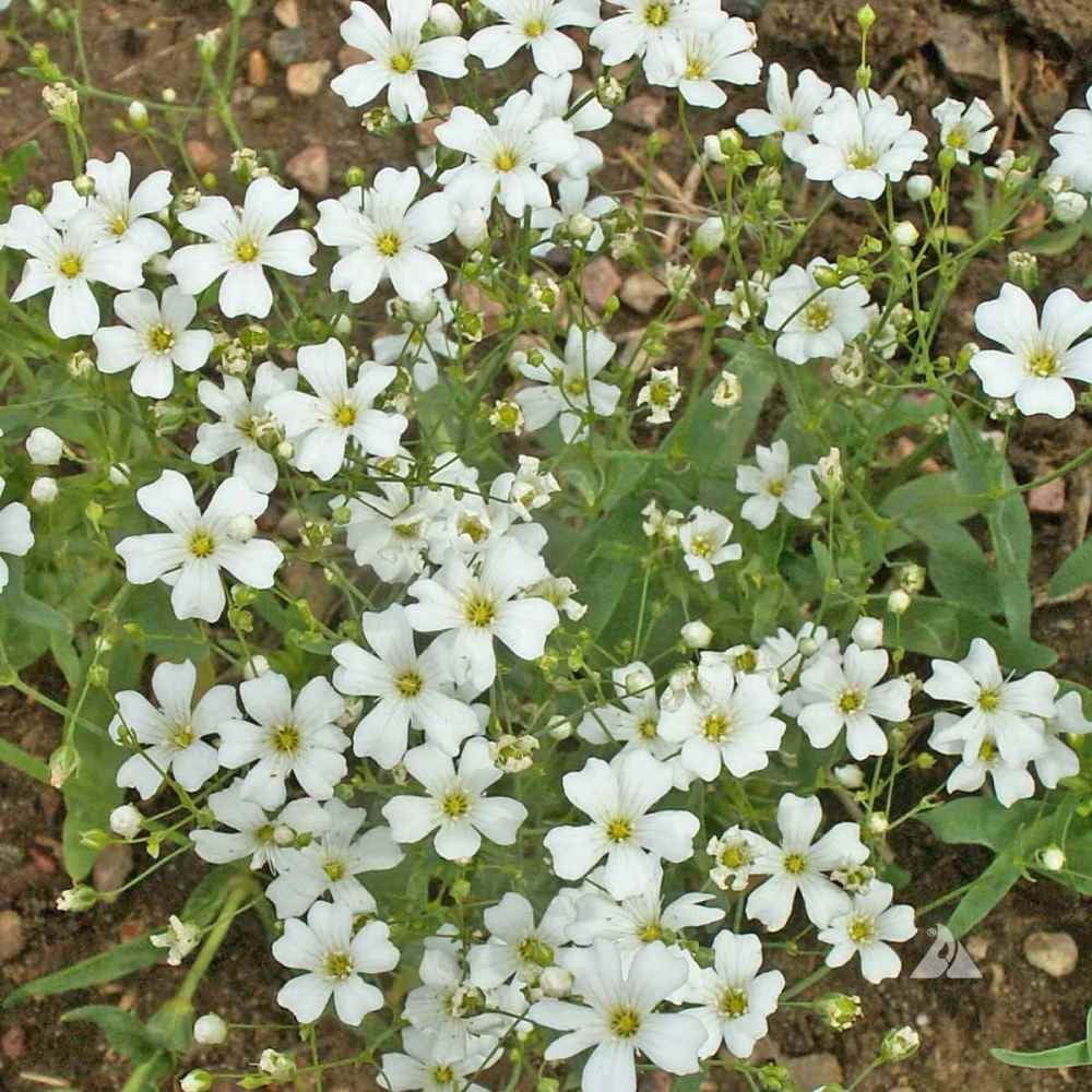 Outsidepride Gyposophila Elegans Baby's Breath Flower Seed - 1/4 LB