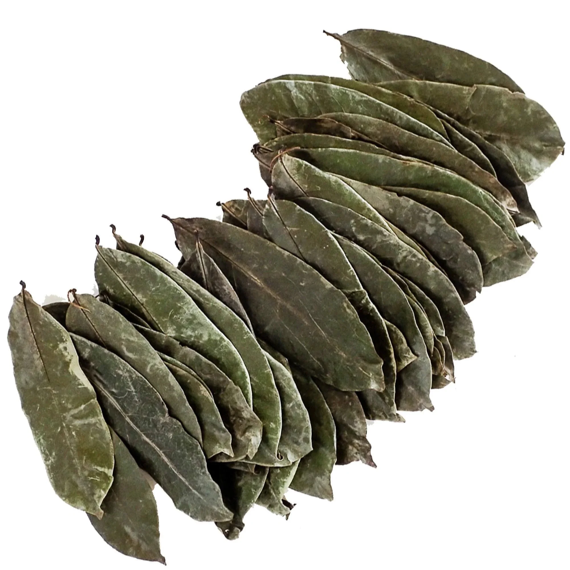 Dried Graviola Leaves, Dried Soursop Tea Leaves, Hojas de Guanabana 2 oz