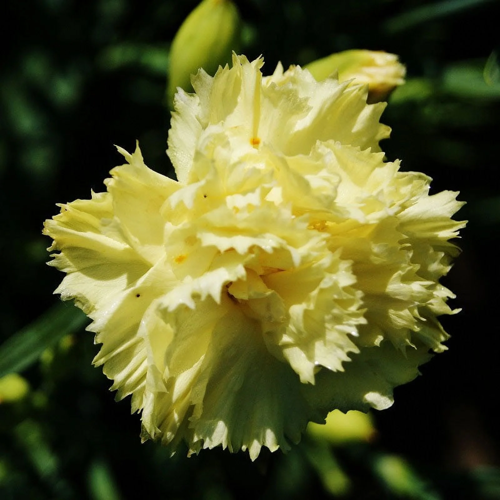 Carnation Seeds - Marie Chabaud - 1 Ounce - Yellow Flower Seeds,  Heirloom Seed  Attracts Bees, Attracts Butterflies, Attracts Pollinators, Edible, Fragrant, Container Garden