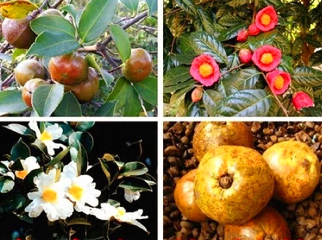 25 Camellia Seeds Camellia sinensis Chinese Green Tea Seeds Tea Plant Edible Flower
