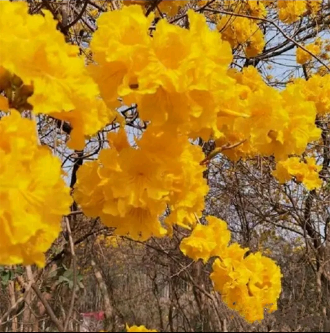 60 Seeds Golden Trumpet Handroanthus chrysotrichus Tabebuia Chrysantha Fresh 2024 Yellow