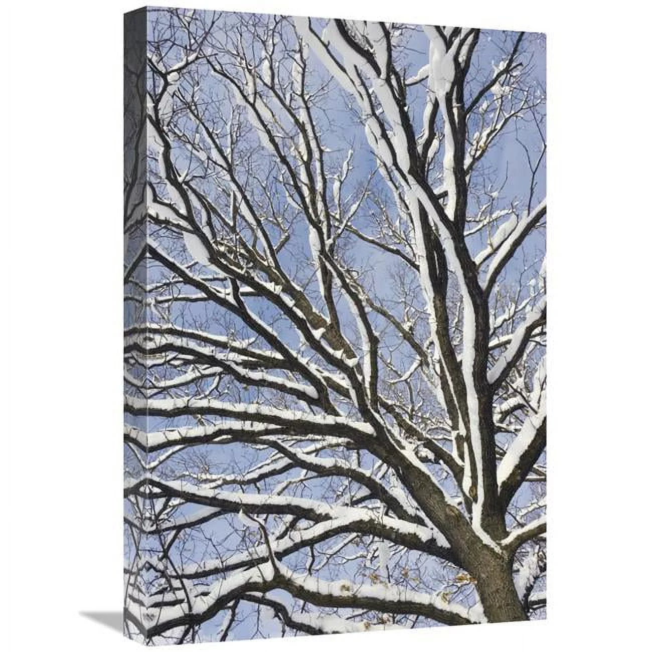 16 x 24 in. English Oak Tree in Snow, Bavaria, Germany Art Print - Konrad Wothe