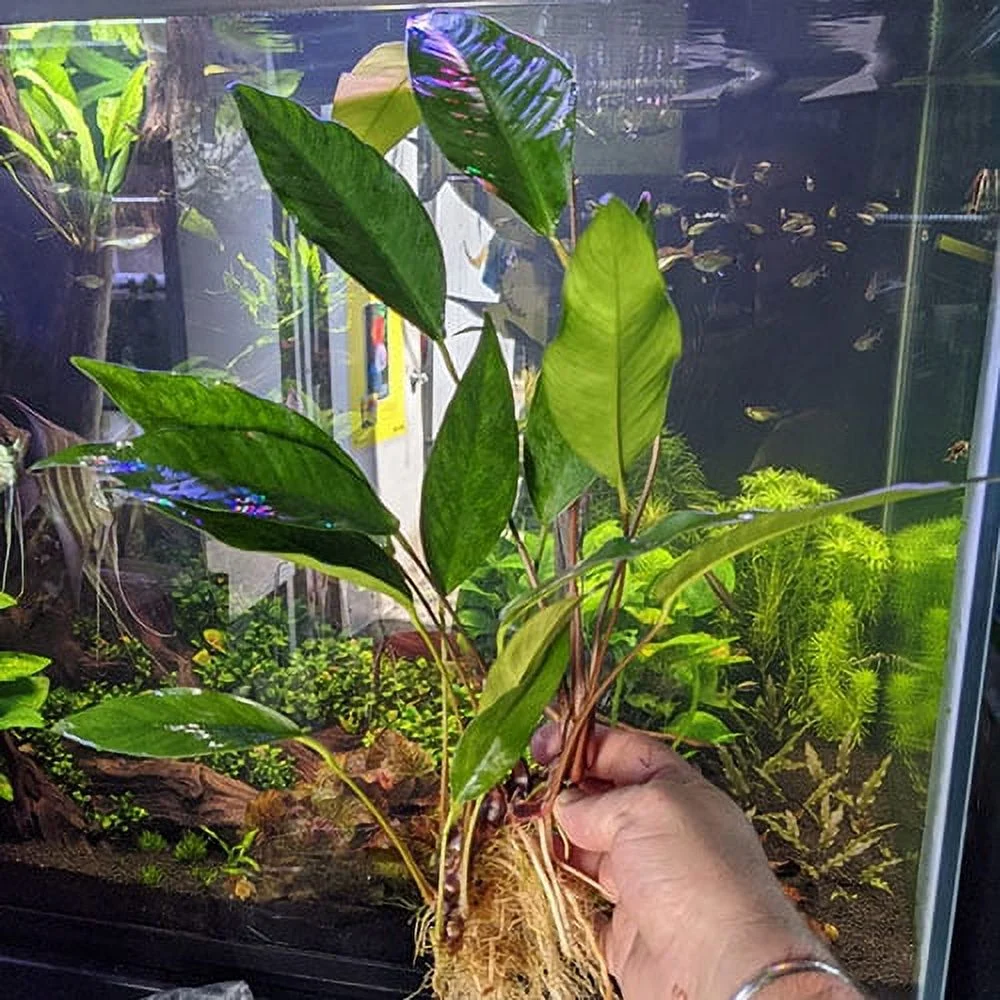 Anubias Hastifolia In 2