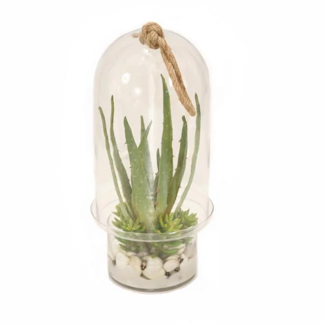 Unisex Succulent Garden in Glass Dome - Green