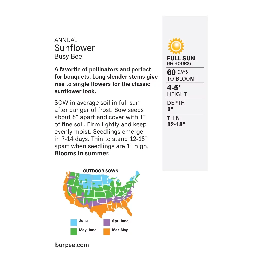 Burpee Busy Bee Sunflower Flower Seed, 1-Pack