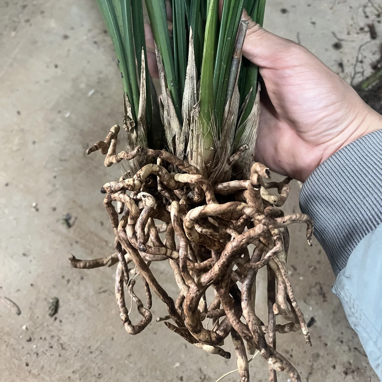 Cymbidium Bulbs For Planting,Cymbidium Plants Outdoor,Cymbidium Potting Mix,Cymbidium Plants Live In Bloom,Cymbidium Plants,Cymbidium Bulbs For Sale.