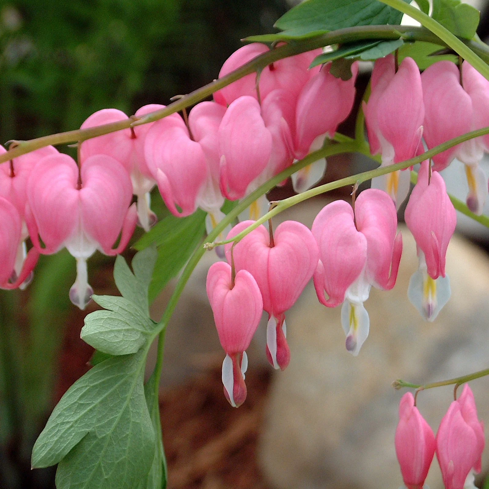Bleeding Hearts Bulbs For Planting,Beautify Environment,Bleeding Hearts Plants,Bleeding Hearts Flowers,Dicentra Spectabilis Bleeding Heart,Bleeding Hearts Bulbs For Sale.