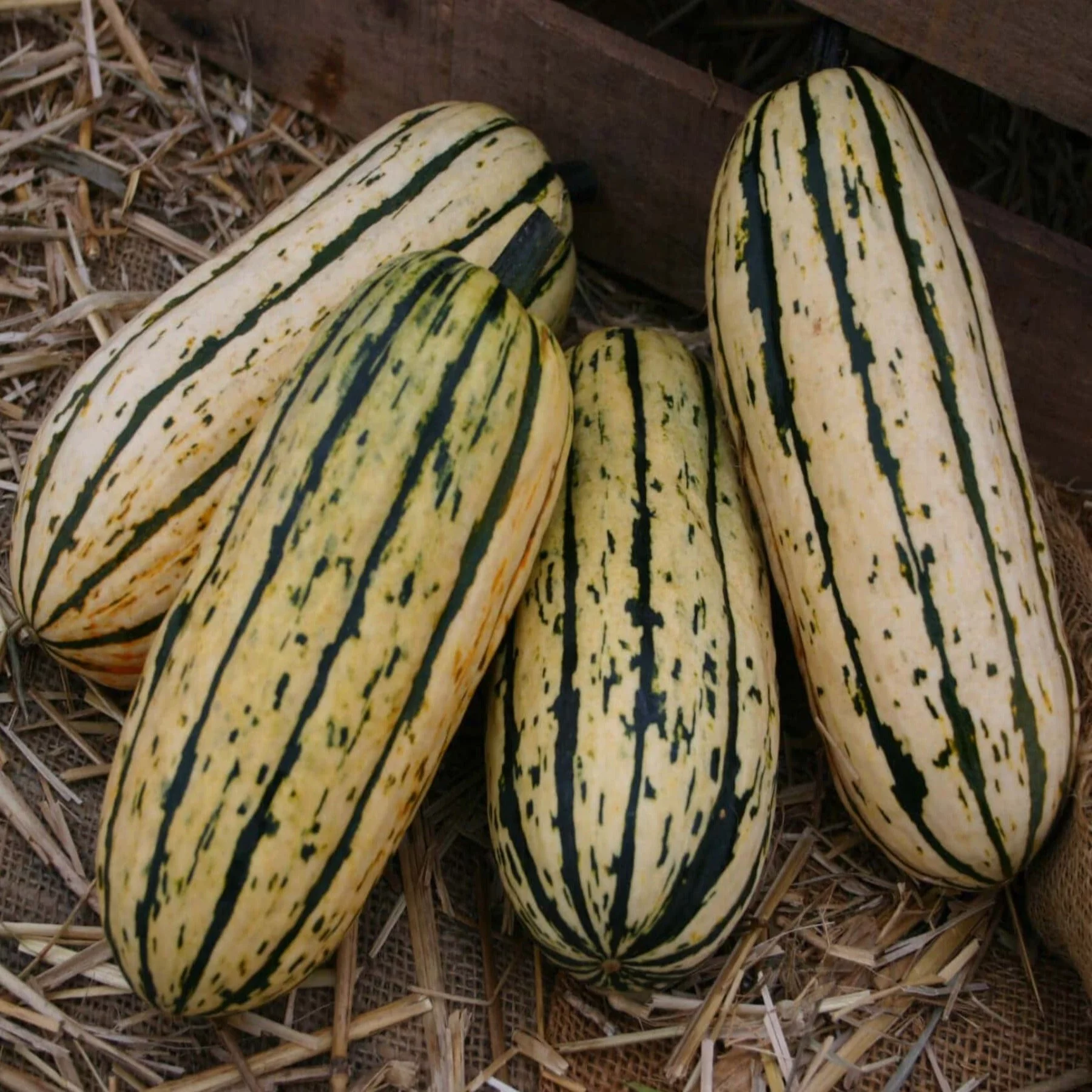 PAPAW'S GARDEN SUPPLY LLC. HELPING THE NEXT GENERATION GROW! Delicata Bush Winter Squash 20 Seeds