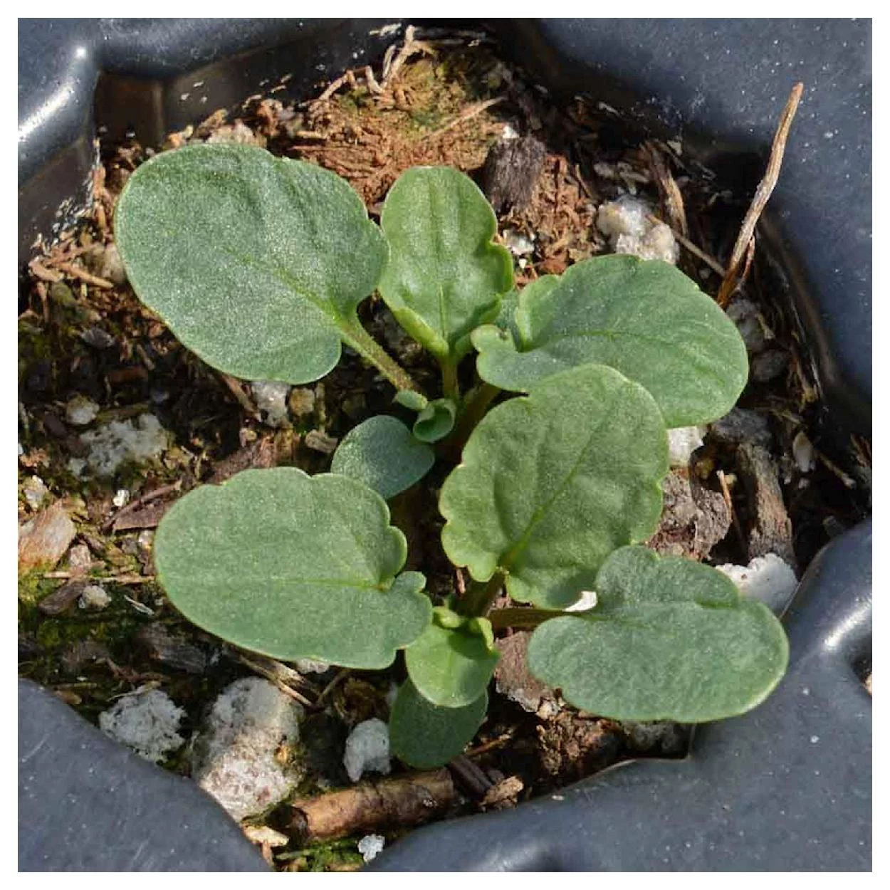 Everwilde Farms - 1000 Helen Mount Johnny Jump Up Garden Flower Seeds - Gold Vault Jumbo Bulk Seed Packet