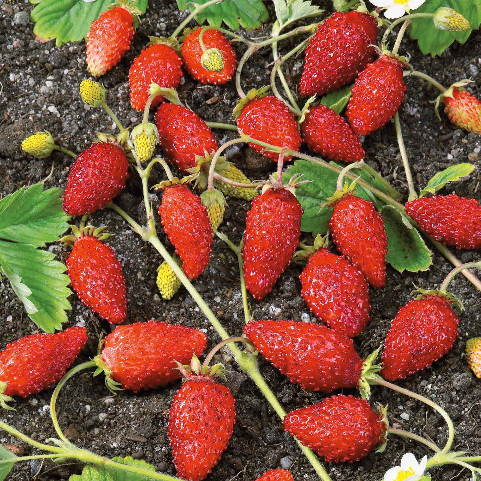 Strawberry Seeds - Alpine Strawberry Baron Solemacher - Packet -  Vegetable Seeds,   Attracts Bees, Attracts Pollinators, Easy to Grow & Maintain, Container Garden