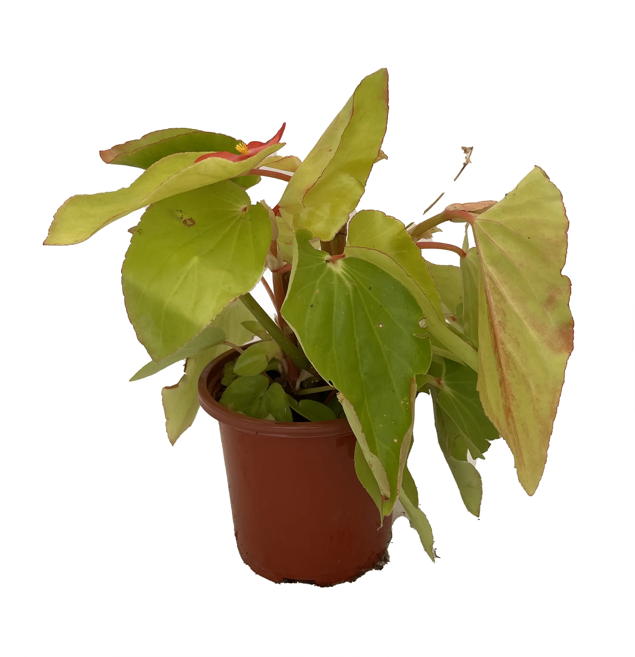 Canary Wings Begonia Plant - 4.5