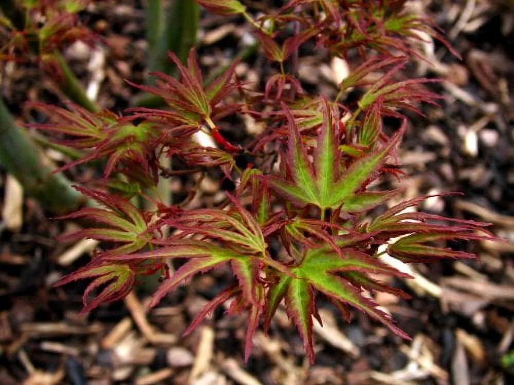 Dwarf Kamagata Japanese Maple Live Plant