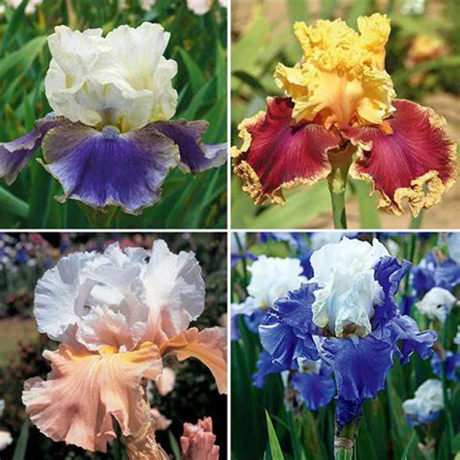 Iris Bulbs, Cold And Drought Resistant, Easy For Gardeners To Grow,Iris Bulbs For Planting, Iris Plants Bulbs,Iris Rhizomes, Iris Bulbs Perennial Reblooming Bearded, Iris Tubers,Beautify Environment,