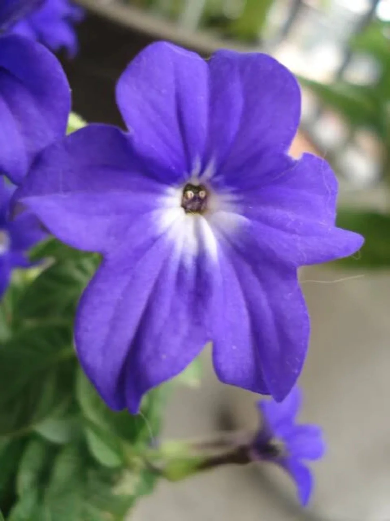 50 BROWALLIA (Amethyst Flower / Bush Violet) Browallia Americana Flower Seeds