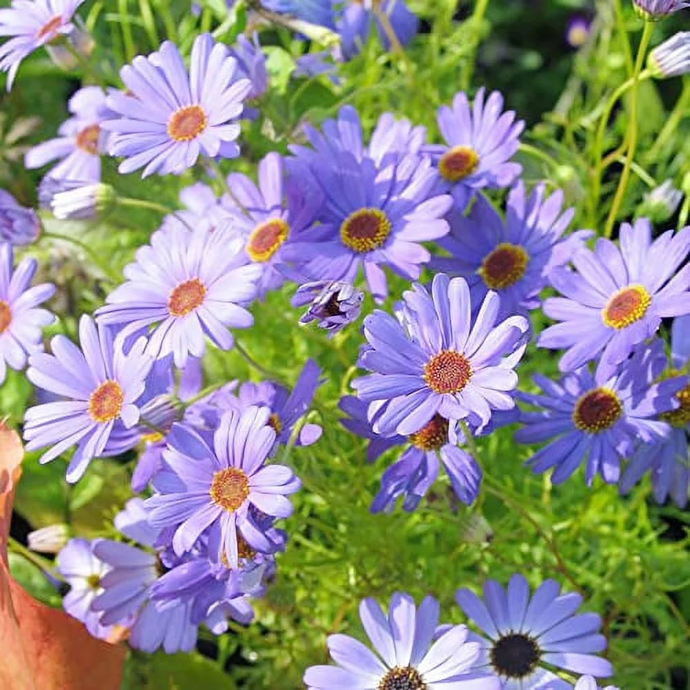 200Pcs Swan River Daisy Seeds for Planting Creeping Hanging Basket Non-GMO&Heirloom Ground Cover for Home Garden Outdoor by YEGAOL Garden