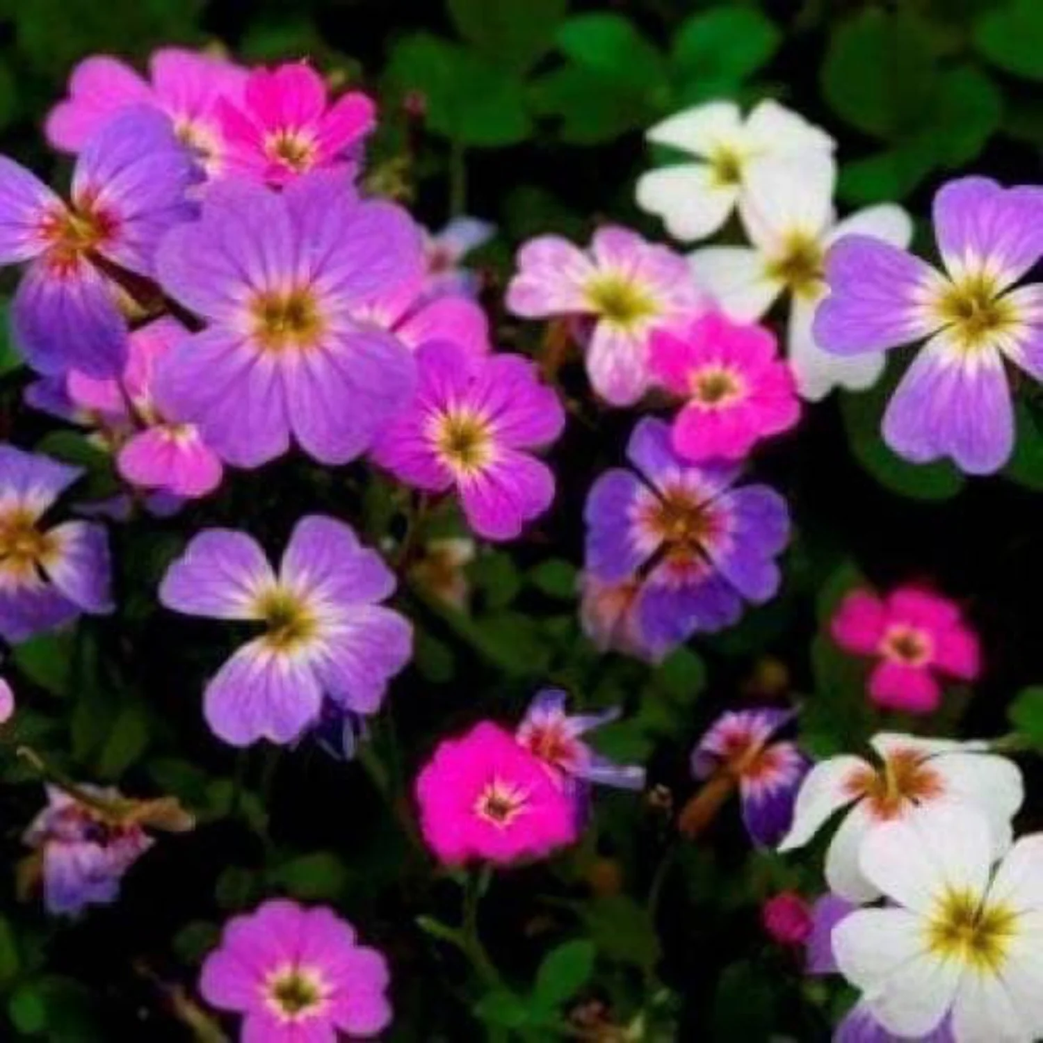 4000 VIRGINIA STOCK Malcolmia Maritima Flower Seeds