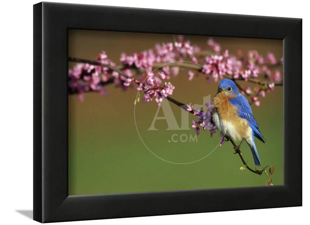 Eastern Bluebird Male in Redbud Tree in Spring Marion County, Illinois, Animals Framed Art Print Wall Art by Richard and Susan Day Sold by Art.Com