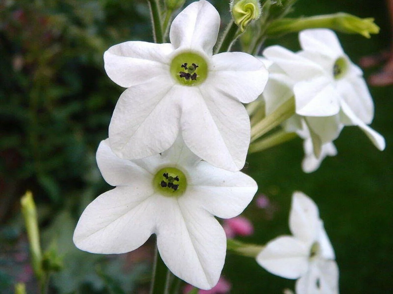 100 WHITE NICOTIANA Flowering TOBACCO Nicotiana Alata Seeds