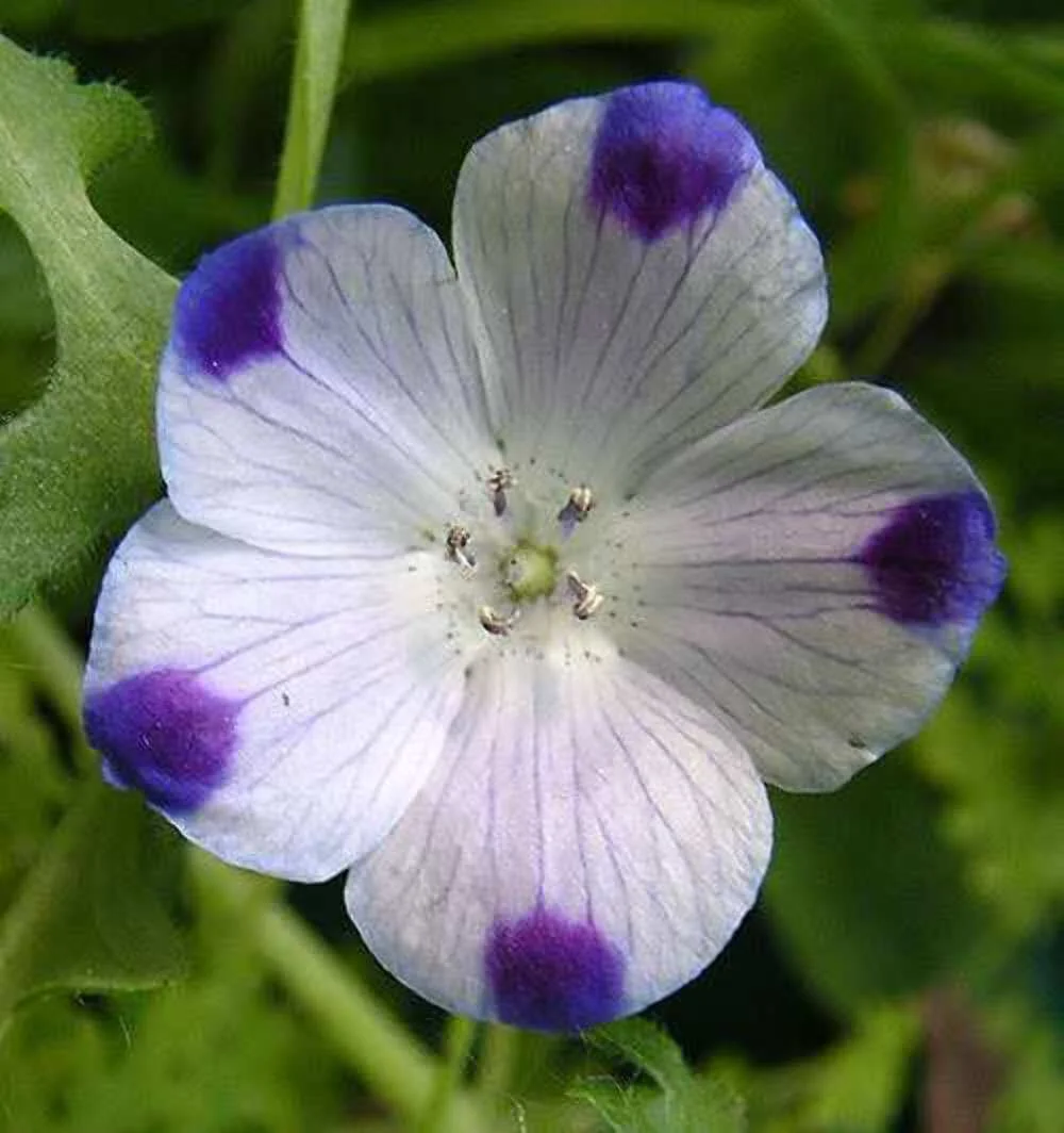 750 FIVE SPOT Nemophila Maculata White & Purple Flower Seeds