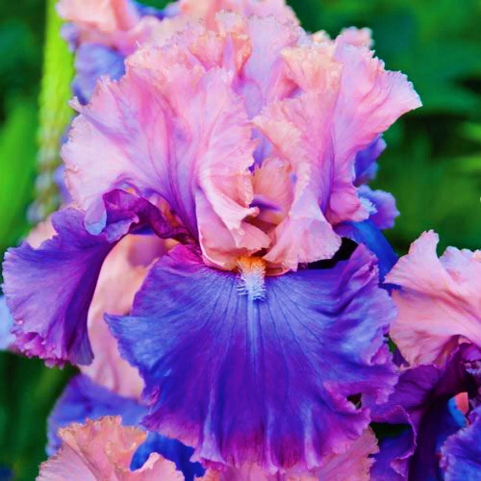 Bearded Iris Bulbs Iris Tubers Iris Plants Bulbs Iris Plants Iris Bulbs Bulk Beautify The Garden
