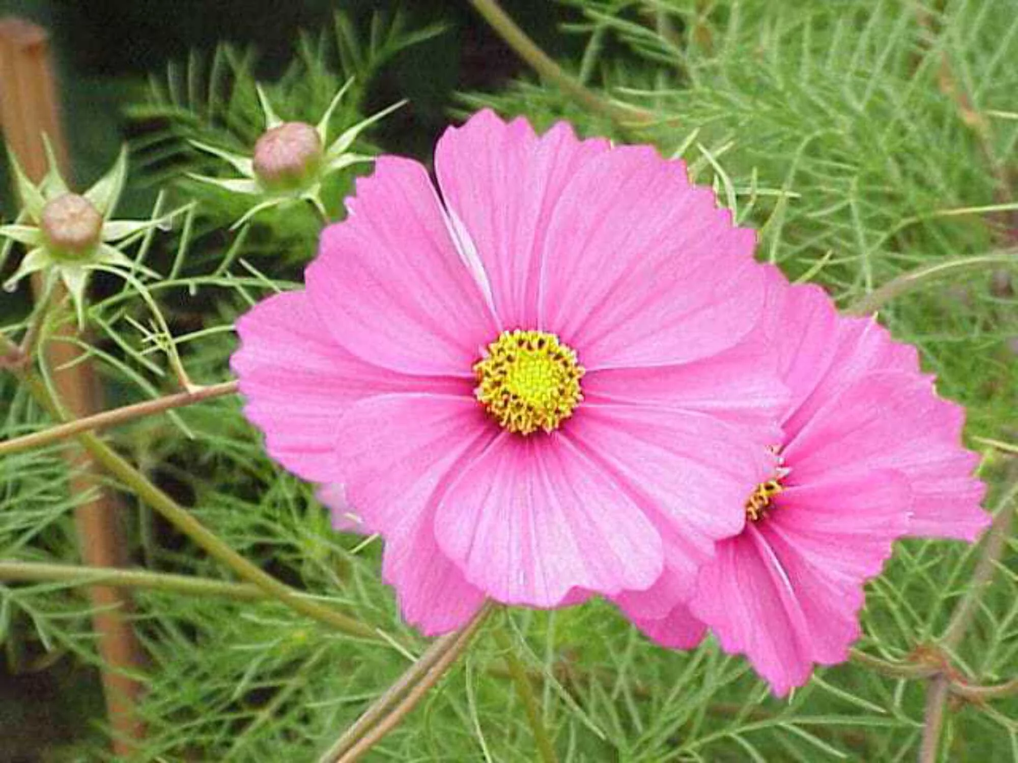 200 TALL PINK COSMOS Bipinnatus Flower Seeds