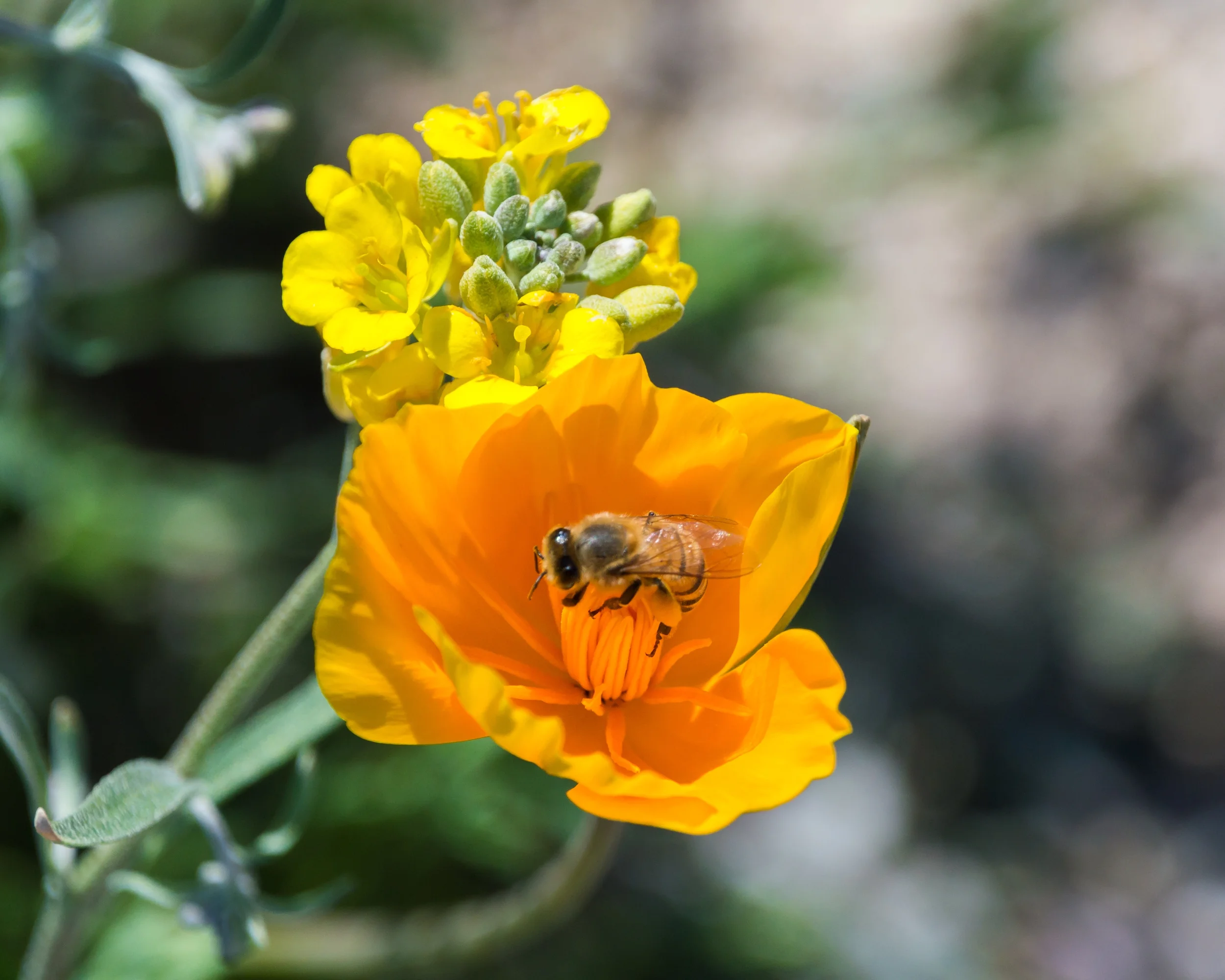 Earthcare Seeds - California Poppy 700 Seeds (Eschscholzia Californica) Heirloom - Open Pollinated Perennial