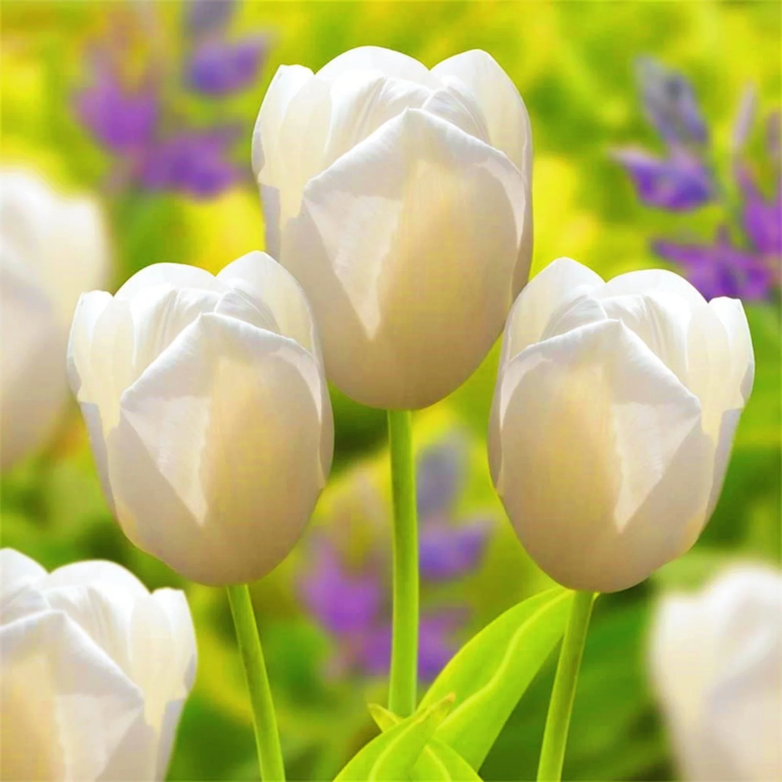 Tulip Bulbs For Sale Tulip Bulbs Bulk Tulip Bulbs Tulip Bulbs For Planting Perennial Courtyard Decoration